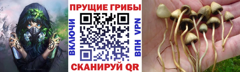 гидра Каспийск Галлюциногенные грибы ЛСД наркота
